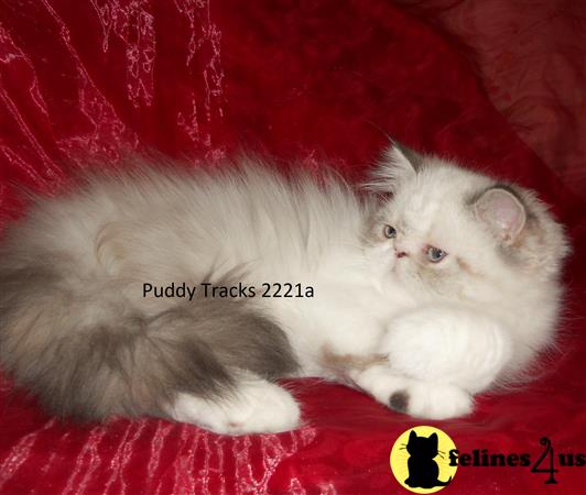Puddy Tracks Picture 1